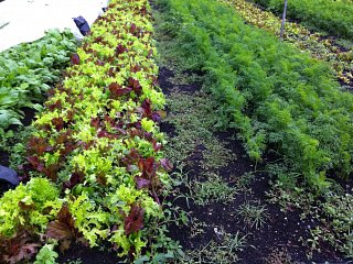 Bold Vision from The Food Project