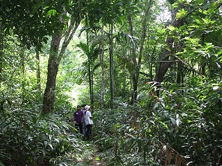 Pure Strategies Launches Carbon Footprint of Regeneratively Produced Rubber, Partnering with Terra Genesis and Regenerative Rubber Alliance